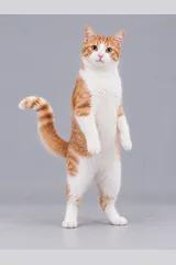 Cat reference image