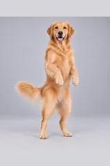 Dog reference image