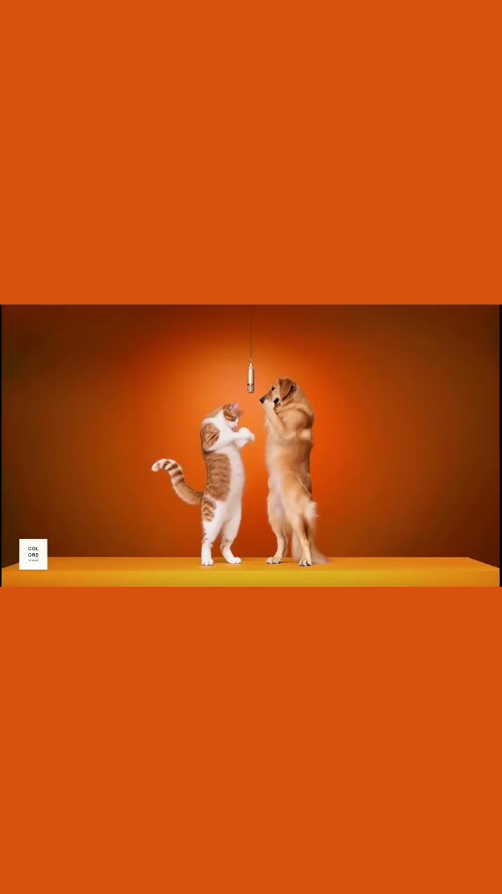 Pet Duet in the orange Hotel Lobby studio